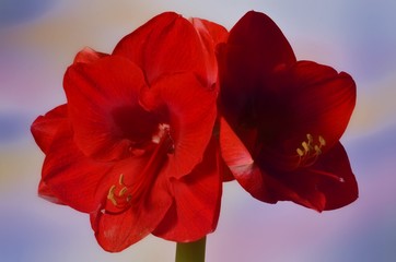 Red Amaryllis flowers on white and blue background, vintage style