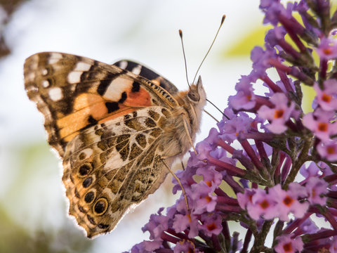 Mariposa