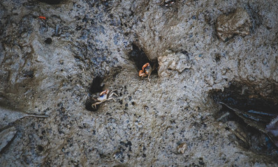 Close up of beautiful mangrove crab feeding on mudflats during low tide. Mangrove crab