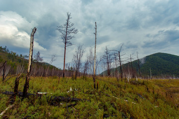 Beautiful landscape. Zeya reservoir, Amur region. Green grass grows in the middle of bare trunks of burnt trees against the background of hills