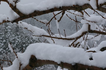 春のドカ雪