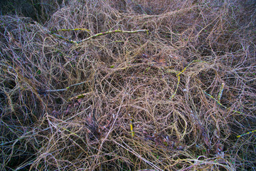 background of dry grass