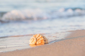 beautiful shell lies on the beach, next to the azure water of the sea