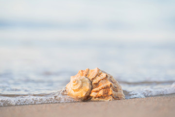 beautiful shell lies on the beach, next to the azure water of the sea