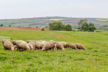Obraz premium Old shepherd grazing his sheep in Turkey