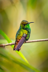 Amazilia decora, Charming Hummingbird, bird feeding sweet nectar from flower pink bloom. Hummingbird behaviour in tropic forest, nature habitat in Corcovado NP, Costa Rica. Two bird in fly, wildlife.