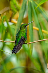 Amazilia decora, Charming Hummingbird, bird feeding sweet nectar from flower pink bloom. Hummingbird behaviour in tropic forest, nature habitat in Corcovado NP, Costa Rica. Two bird in fly, wildlife.