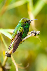 Amazilia decora, Charming Hummingbird, bird feeding sweet nectar from flower pink bloom. Hummingbird behaviour in tropic forest, nature habitat in Corcovado NP, Costa Rica. Two bird in fly, wildlife.