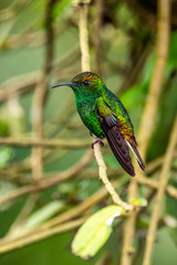 Amazilia decora, Charming Hummingbird, bird feeding sweet nectar from flower pink bloom. Hummingbird behaviour in tropic forest, nature habitat in Corcovado NP, Costa Rica. Two bird in fly, wildlife.