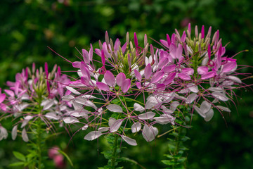 Beautiful blooming pink Cleome flowers or Spider flowers, with rain drops on petals, growing in the garden. Summer nature. 