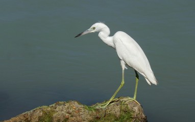 Belize – Little egret at the beach of Belize City