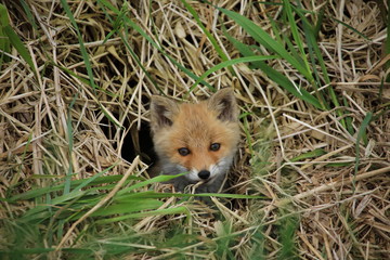 baby red fox in grass