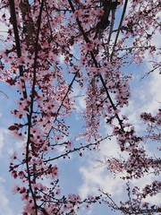  Beautiful flowers of a pink spring plum of a Japanese plum with cloudy sky