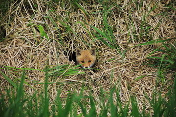 baby red fox in grass
