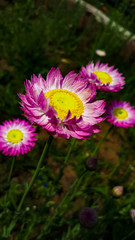 flowers in the garden