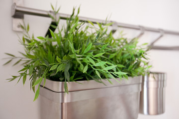 Présentation de plante verte