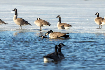Goose. Canadian Geese. Mating canadian geese. Serial  of 13 pictures.