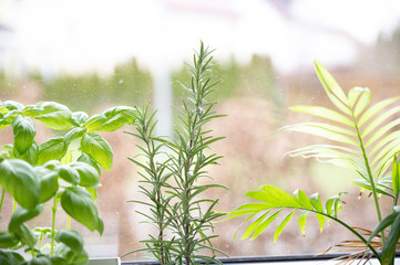 Grüner Rosmarin auf der Fensterbank neben Basilikum