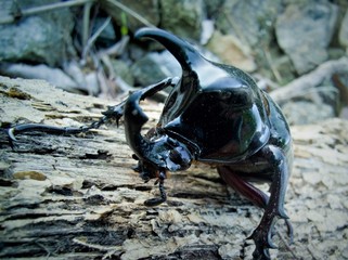 Macro photo of Orictes Rhinoceros beetle. Black colour. The head part has a small horn. Orictes Rhinoceros beetle is a type of beetle that is widespread in Southeast Asia and is among the larges.