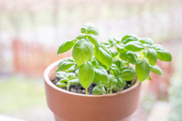 Frisches grünes Basilikum in einem orangenen terrakotta Topf auf der fensterbank im licht