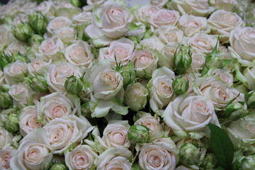 roses background