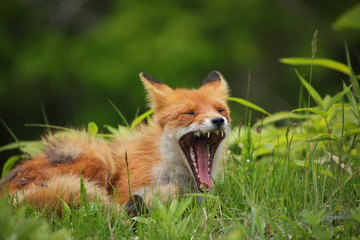 red fox yawning in grass