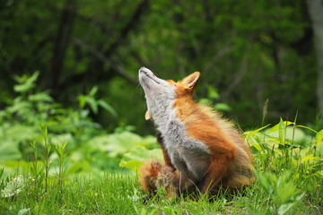 red fox streching body in grass