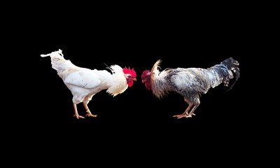 Fighting roosters, cocks isolated on black background. Cockfight