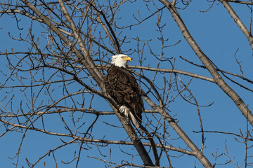 Bald eagle sitting on a branch tree