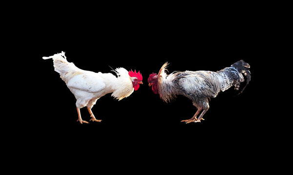 3900 Rooster Fight Stock Photos Pictures  RoyaltyFree Images  iStock   Chicken Sus scrofa Gambling