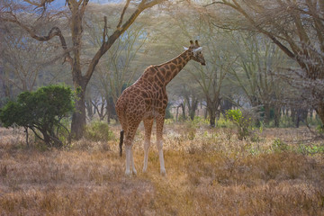 Naklejka na ściany i meble Kenya. Africa. National Park. Giraffe is on the background of trees. Giraffe in the tropics. Giraffe in a nature Park. Animals in the wild. Travelling to Kenya. Fauna Of Africa. Nature Of Africa.
