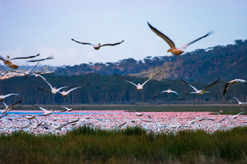 Africa. Kenya. The Lake Nakuru. Flamingo. A flock of flamingos. Pink African flamingos. Birds fly over the lake. Birds on the background of the coast of Kenya. Nature Kenya. Fauna Of Africa. - obrazy, fototapety, plakaty