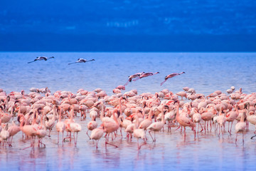 Africa. Kenya. The Lake Nakuru. Flamingo. A flock of flamingos. Nature Kenya. Birds Of Africa. Fauna Of Africa. Nakuru nature reserve. Travelling to Kenya.