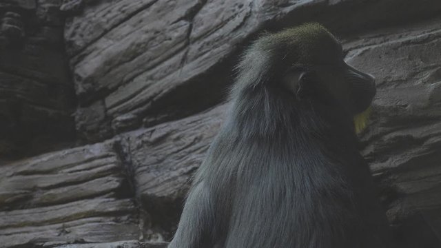 Colorful mandrill Mandrillus sphinx, sitting on a tree and scratching his leg.