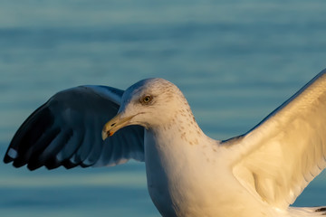 Bird. A seagull in a harbor in the glow of twilight ray.