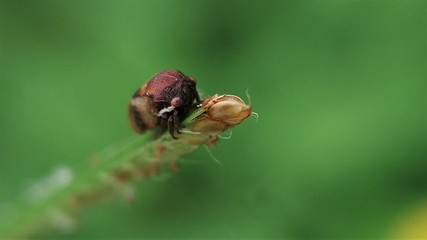 A little insect on the grass.  Another name is also known in Indonesia by the name Tonggoret. Suborder of Cicadomorpha, the order of Homoptera. 