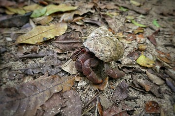 Belize –  Hermit crabs at Half Moon Caye Island
