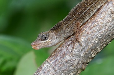 Belize – Lizard at Half Moon Caye Island