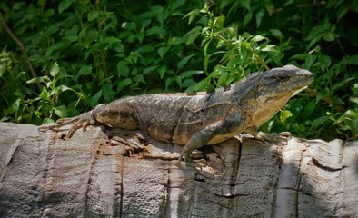 Belize – Iguana lizard at Half Moon Caye Island