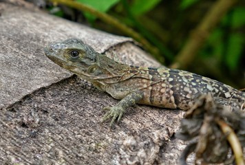 Naklejka premium Belize – Iguana lizard at Half Moon Caye Island