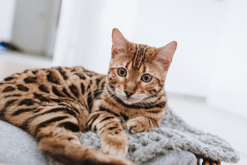 Bengalkatze Kitten Hauskatze putzt sich