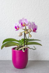 Orchideen im Topf in Pink vor weiß