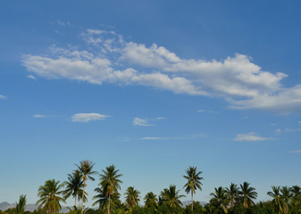 Fototapeta na wymiar Coconut palm tree with Cumulus cloud on beautiful blue sky , Fluffy clouds formations at tropical zone, Thailand