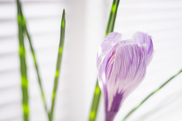 Violet crocus flower bud closeup. Side view in soft natural bokeh on a white window