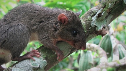 Photo of black rat forest on the bruch, also known as ship rat, is a common long-tailed rodent of the stereotypical rat genus Rattus.  They are serious pests to farmers .