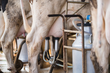 Cow milking facility and mechanized milking equipment