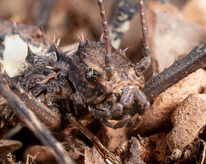 Giant Bornoe Stick Insect close up