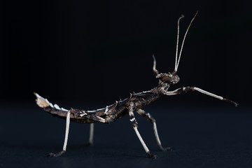 Sun Gaya Stick Insect on black background
