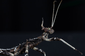 Sun Gaya Stick Insect on black background