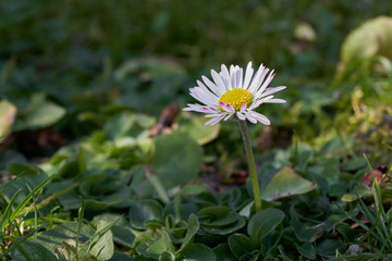 Wild flower Bellis perennis on the meadow. Known as Common daisy, Lawn daisy or English daisy. Small white flower blooming in the spring.